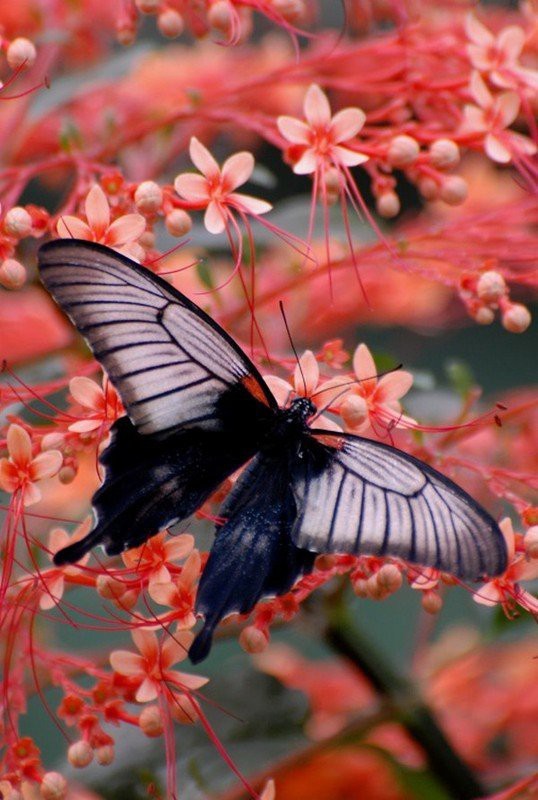 Photo:  black Butterfly